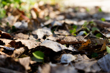 fallen leaves of poplars in autumn