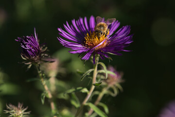 Biene auf lila blühender Aster im Herbst