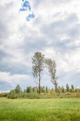 Fototapeta na wymiar Lonely birch trees leaning towards each other against the cloudy sky