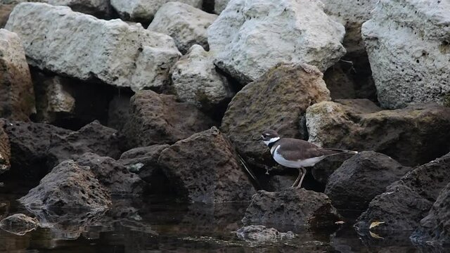 Slow motion of killdeer flying from rock to rock
