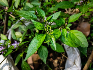 This is the purple chilli flower close-up macro shot in the daytime in the vegetable garden.