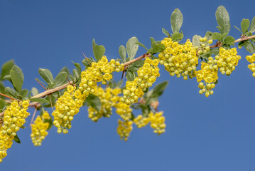 European Barberry (Berberis vulgaris) in garden