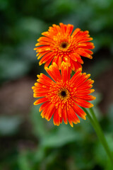 Two orange-yellow gerbera flower on green nature background.
