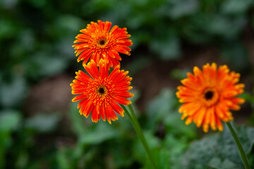 Two orange-yellow gerbera flower on green nature background.