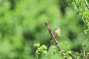 The yellowhammer sits on a branch and observes the surroundings on a sunny day