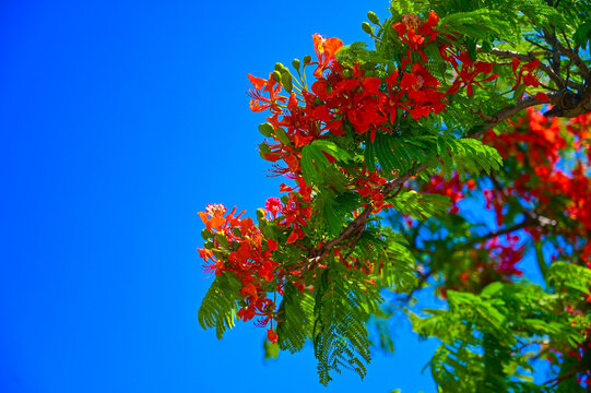 デイゴの花 の画像 415 件の Stock 写真 ベクターおよびビデオ Adobe Stock