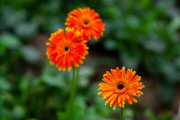 Two orange-yellow gerbera flower on green nature background.