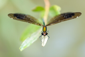 Beautiful damselfly Calopteryx splendens (female)  sits on a blade of grass