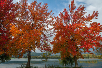 autumn trees in the park