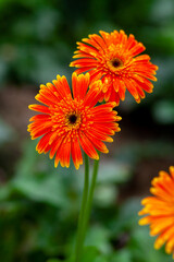 Two orange-yellow gerbera flower on green nature background.