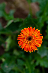 Two orange-yellow gerbera flower on green nature background.