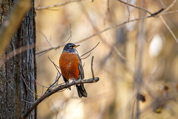 American robin (Turdus migratorius) perched on a tree limb during autumn, selective focus, background blur, foreground blur
