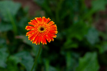 Two orange-yellow gerbera flower on green nature background.