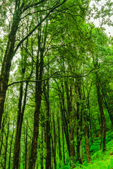Obraz na płótnie Canvas Evergreen tropical rainforest where trees covered with moss in lesser himalayas peaks enroute prashat lake hiking trail near Mandi, Himachal Pradesh, India.