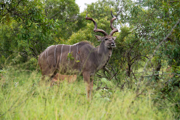 Grand koudou, Tragelaphus strepsiceros, mâle, Parc national Kruger, Afrique du Sud