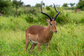 Impala, mâle, Aepyceros melampus