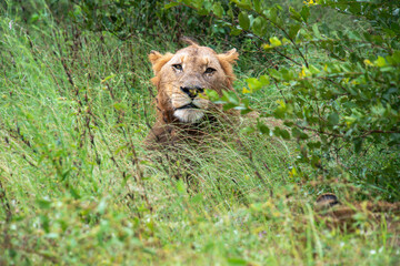 lion, mâle, Panthera leo, Afrique