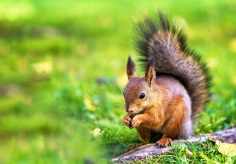 Naklejka na ściany i meble cute red squirrel sids on the grass and eats a nut
