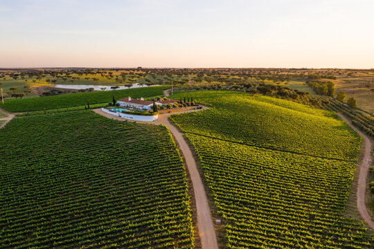 Aerial view of Vineyard estate, Portugal.