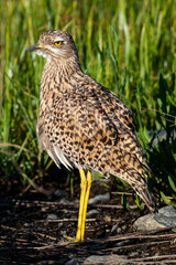 Oedicnème tachard, Burhinus capensis, Spotted Thick knee, Afrique du Sud