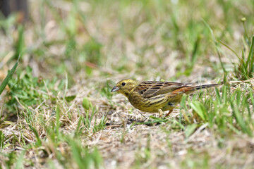 The yellowhammer walks on the grass looking for seed food in the summer