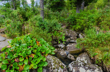 Taiga plants in the mountains of Siberia