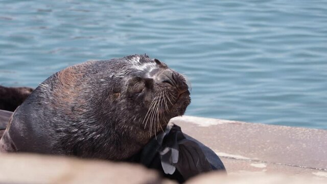 Sea lion scratching and resting in the sun on the coast of Mar del Pla