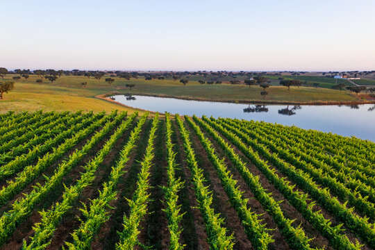 Aerial view of Vineyard estate, Portugal.