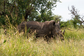 Fototapeta premium Rhinocéros blanc, white rhino, Ceratotherium simum, Parc national Kruger, Afrique du Sud