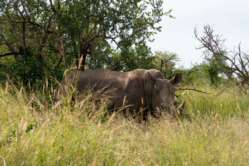 Fototapeta premium Rhinocéros blanc, white rhino, Ceratotherium simum, Parc national Kruger, Afrique du Sud