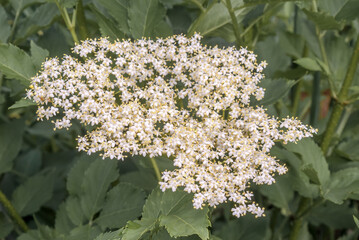 Elder (Sambucus nigra) in park, Central Russia