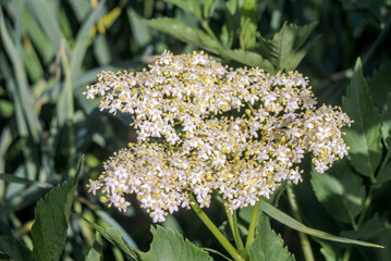 Elder (Sambucus nigra) in park, Central Russia
