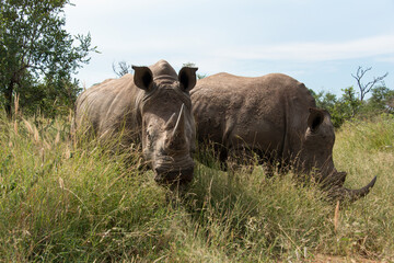 Rhinocéros blanc, white rhino, Ceratotherium simum, Parc national Kruger, Afrique du Sud