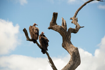 Vautour charognard,.Necrosyrtes monachus, Hooded Vulture