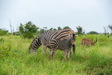 Zèbre de Burchell,.Equus quagga burchelli, Parc national Kruger, Afrique du Sud
