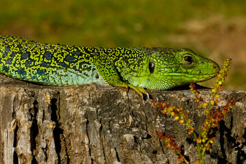 Lagarto ocelado (Timon lepidus) tomando el sol sobre el tronco en la naturaleza.