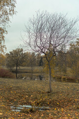 autumn trees near a small lake