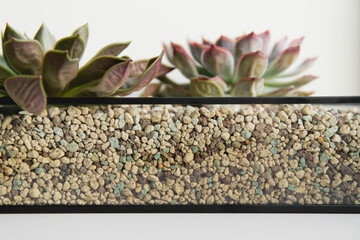 Succulents in garden - Green Echeveria
