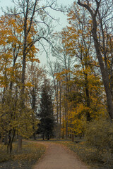 Fototapeta premium trees in the autumn forest