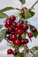 Sour Cherry (Prunus cerasus) in orchard