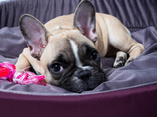 French bulldog puppy is lying in a bed and looking at you.  Lovely pet. Sweet dog. 