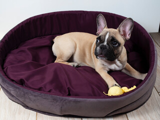 French bulldog puppy is lying in a bad and playing with a toy. Sweet dog. Lovely pet. 