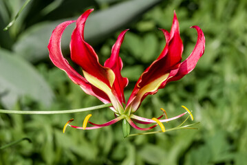 Flame Lily (Gloriosa superba) in greenhouse