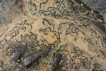 Abstract natural patterns on wet sand. Background.