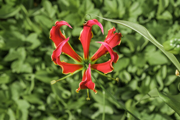 Flame Lily (Gloriosa superba) in greenhouse