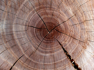 Tree Wood Slice Texture. Round Background Photography