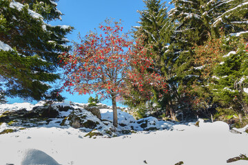 Vogelbeerbaum in einer verschneiten Herbstlandschaft 