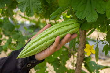 Harvest of hindu cundeamor, an oriental vegetable that is grown in Honduras