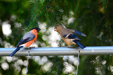 Junger Gimpel bettelt um Futter	