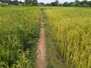Paddy, also called rice paddy, small, level, flooded field used to cultivate rice in southern and eastern Asia.  Wet-rice cultivation is the most prevalent method of farming in the Far East, where it 